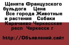 Щенята Французского бульдога. › Цена ­ 45 000 - Все города Животные и растения » Собаки   . Карачаево-Черкесская респ.,Черкесск г.